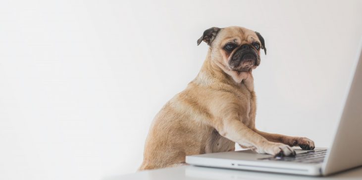 CPR training, pet CPR, intensivets